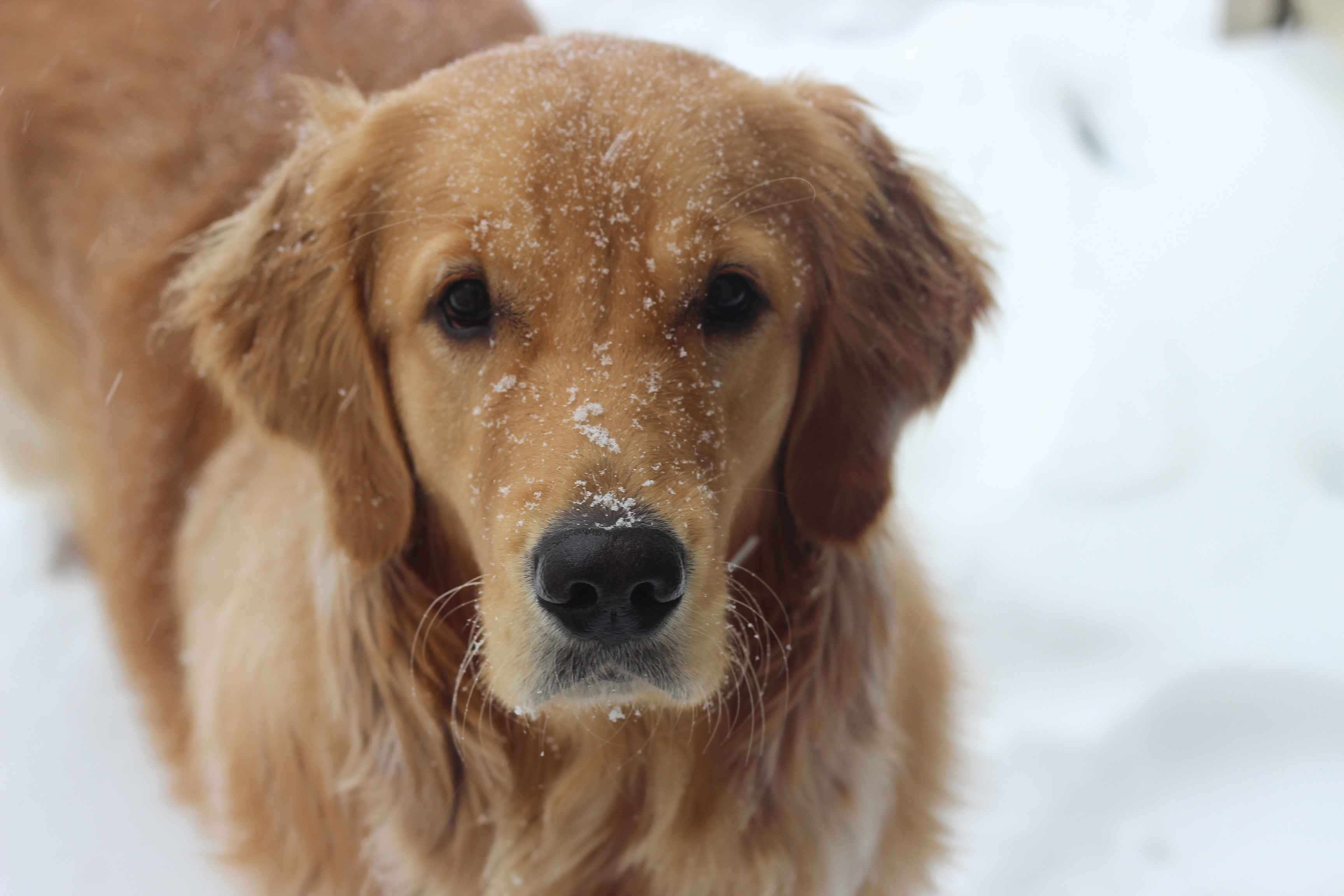 What are some signs of respiratory problems in golden retrievers?